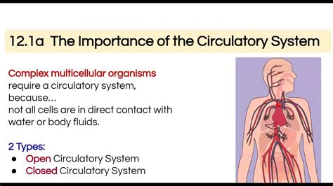 Open Vs Closed Circulatory Simple Youtube