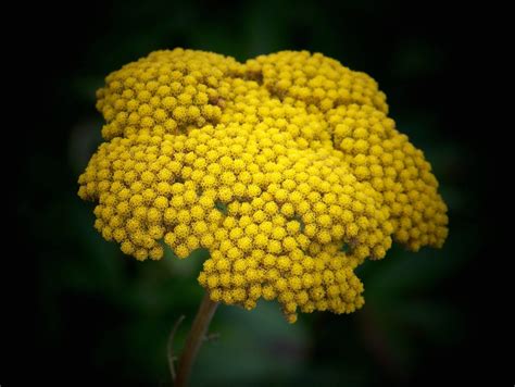 Achillea Filipendulina Gold Yarrow Seed Only 75 Cents Etsy