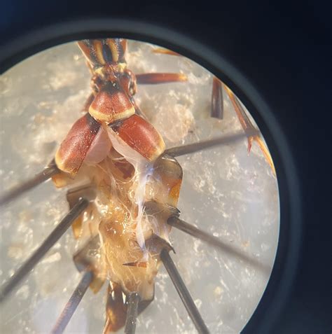 Red lumps in crop? : r/Entomology