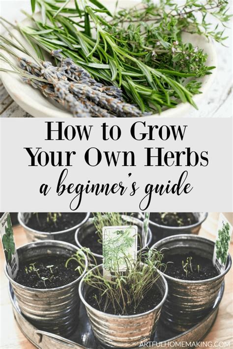 How To Grow Herbs A Beginners Guide Gardening For Beginners Herbs