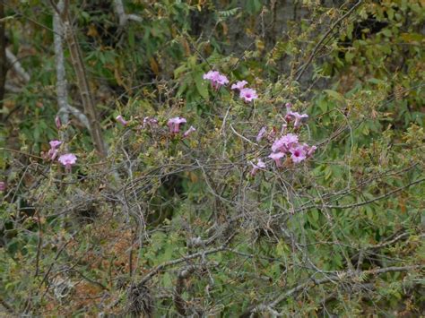 Ipomoea schulziana from Gral José de San Martín Salta Argentina on