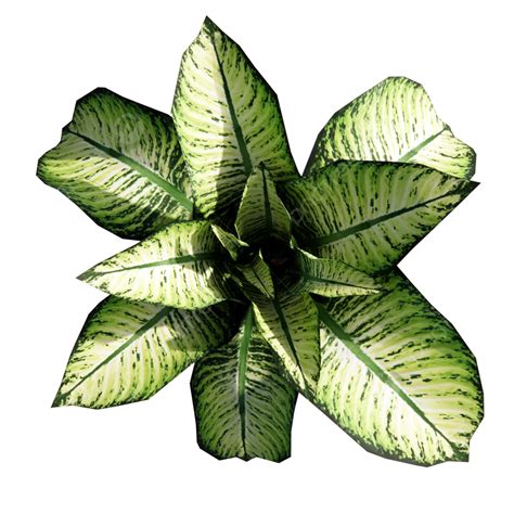 Chinese Evergreen Plant Top View Top View Plant Decorative Plants