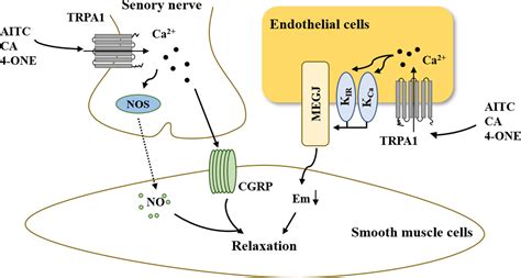 Frontiers The Trpa Channel In The Cardiovascular System Promising