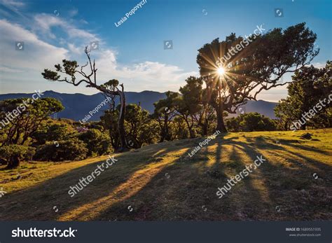 3,308 Madeira Laurel Forest Images, Stock Photos, and Vectors | Shutterstock