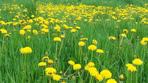 Dandelion Flowers Nature Free Photo On Pixabay Pixabay