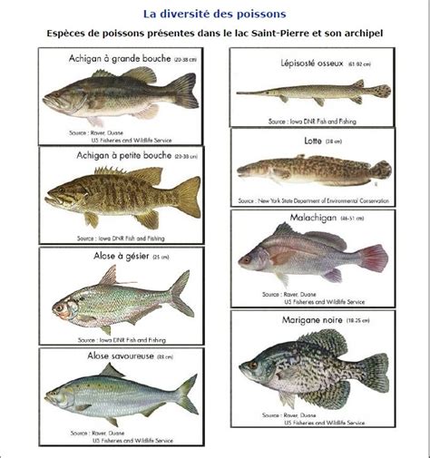 Poissons R Serve De La Biosph Re Du Lacsaintpierre Uqtr