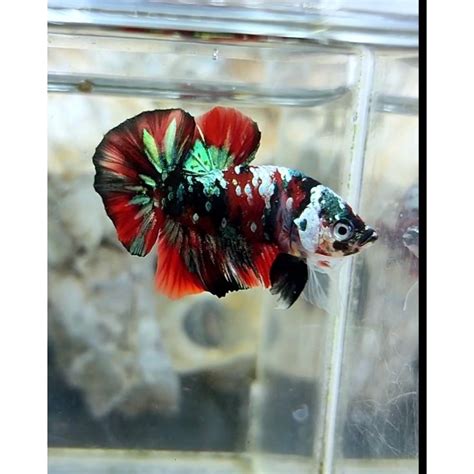 Jual Cupang Red Koi Copper Gold Top Grade Shopee Indonesia