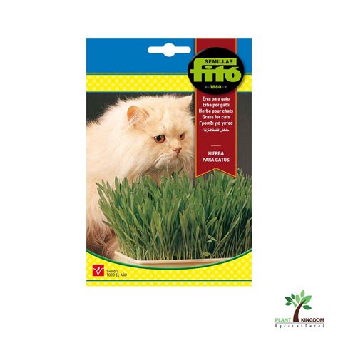 semilla fito grass  cat seeds plant kingdom uae