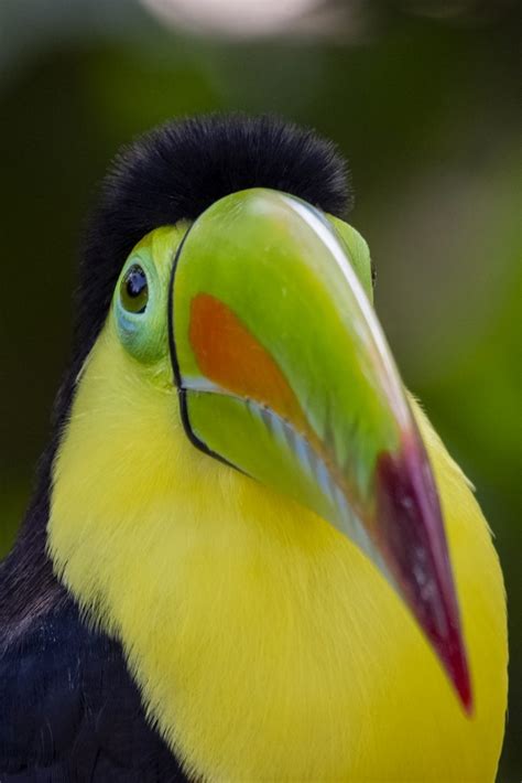 Keel Billed Toucan Toucan à Carène Ramphastos Sulfuratus Coraves