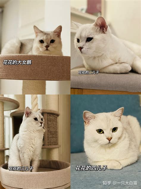 关于猫咪，你不知道的那些小知识2——猫咪为什么那么喜欢猫薄荷？ 知乎