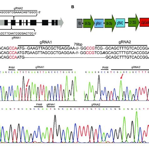 CRISPR Cas9 Mediated Targeted Mutation Of NtAn1 A Targeting Sites