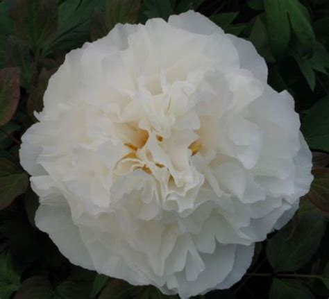 Renkaku White Tree Peony Paeonia Suffruticosa Kelways Peonies