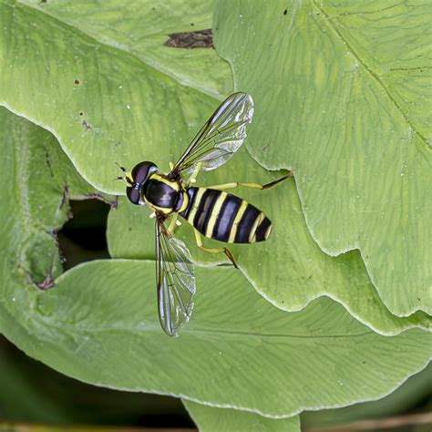 American Harlequin From Rockland County NY USA On August 10 2023 At