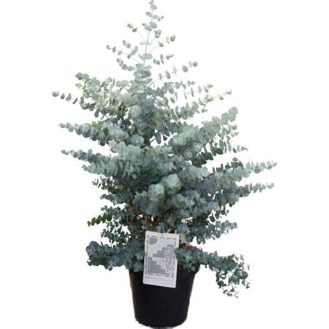 Eucalyptus Cinerea Silver Dollar Plant Wholesale FlorAccess