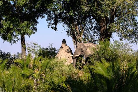 Termites Mounds in Africa | Flying Termites | Wilderness