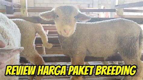 Review Harga Domba Merino Dorper Texel Dan Paket Breeding Termurah