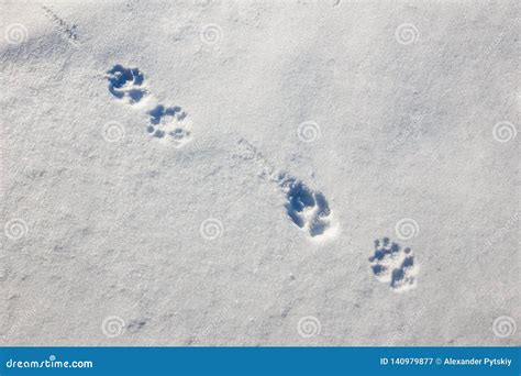 Wolf Trail or Footprints in the Snow in the Early Morning Stock Image - Image of snow, human ...