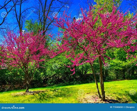 Blooming Redbuds Stock Photo Image Of Flowers Pink 71040650