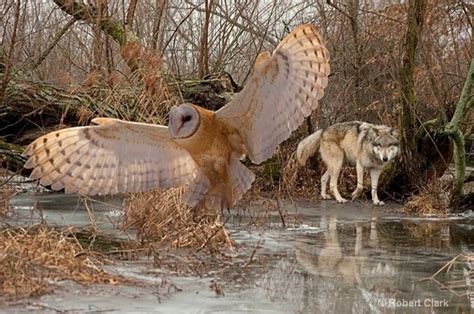 Wolf And Barn Owl Beautiful Creatures Pinterest Wolves Barns And Owl