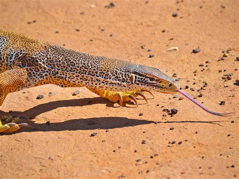 Diamantina National Park | Parks and forests | Department of the ...