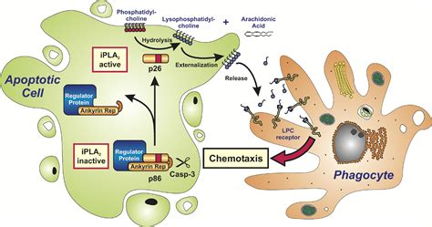 Clearance Of Apoptotic Cells Molecular Cell