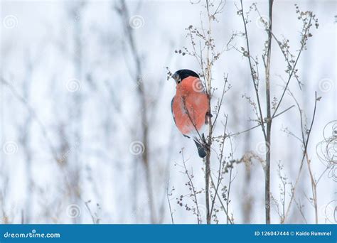 Winter bullfinch stock photo. Image of bull, close, wildlife - 126047444