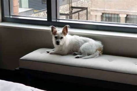Kimpton Journeyman Fido Friendly