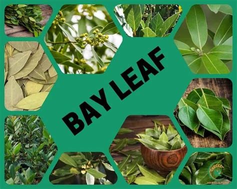 Top 4 Key Differences Between Cinnamon Leaf and Bay Leaf - Amazing recipes