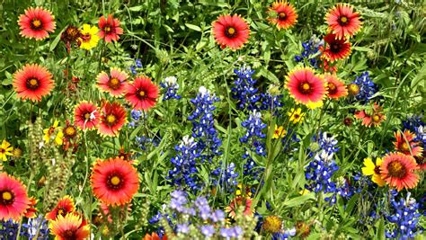 Meadow Of Flowers Free Stock Photo Public Domain Pictures