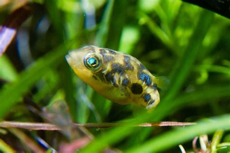 Pea Puffer: Care, Size, Food, Tank Mates & Tank Size - Fish Laboratory