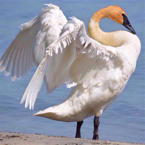 Trumpeter Swan Audubon Field Guide