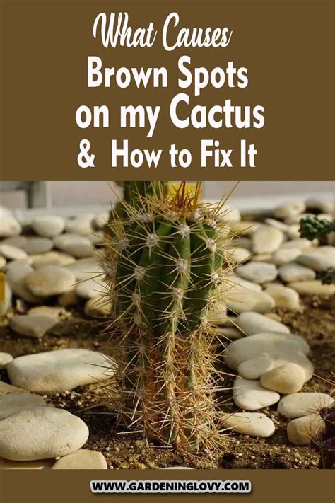 What Causes Brown Spots On My Cactus And How To Fix It In 2023