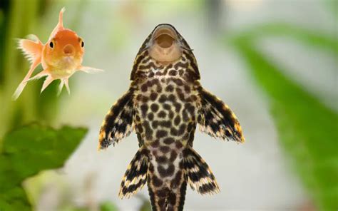 Can Plecos Live With Goldfish 9 Amazing Goldfish Companions