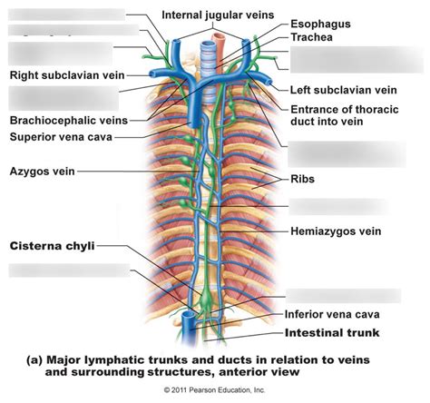 Major Lymphatic Trunks Diagram Diagram Quizlet