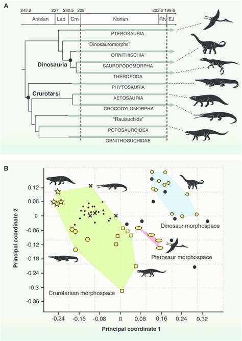 Phylogenetic Relationships And Morphospace Occupation For Triassic