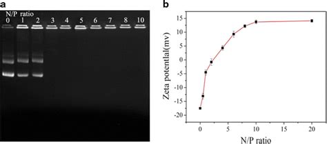 Gel Retardation Assay A And Zeta Potentials B For Naked Plasmid DNA