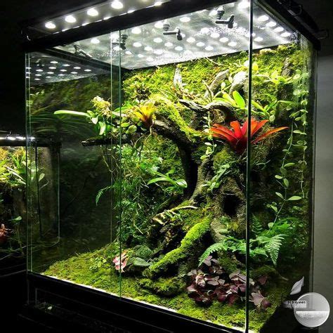 10 Best Large terrarium ideas in 2021 | terrarium, reptile terrarium ...