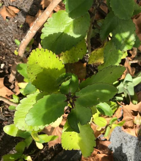 Leaf Of Life Live Plant Bryophyllum Pinnatum Kalanchoe Etsy