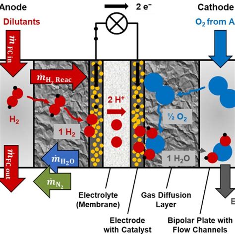 Schematic Pem Fuel Cell Adapted [2] Download Scientific Diagram