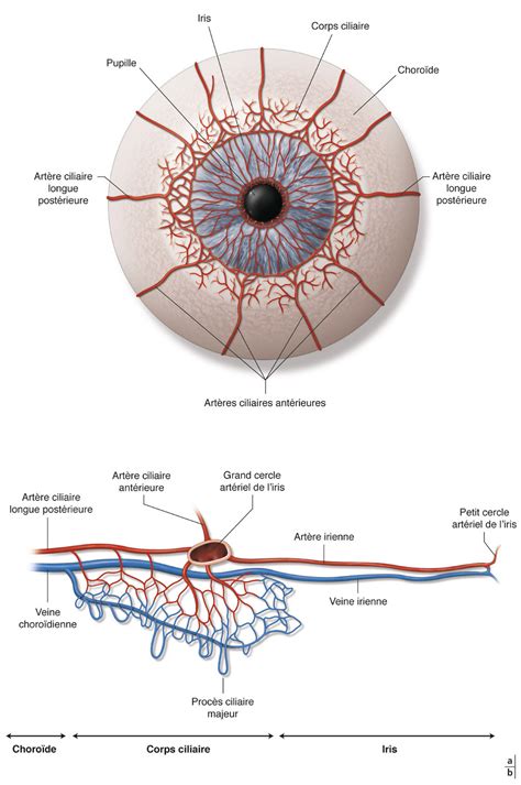 Physiologie De L Oeil Humain