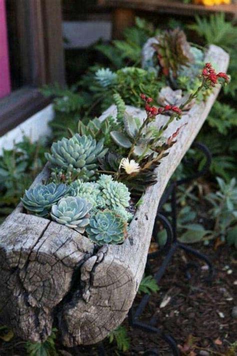 Driftwood Succulent Planter Ideas For Your Home