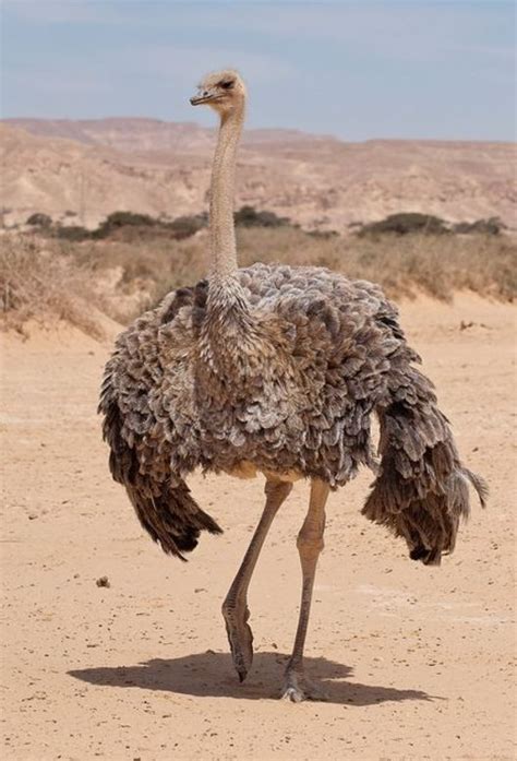 Ostrich In Israel Desert Ostriches Pet Birds Beautiful Birds