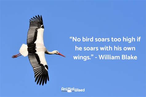 70 Bird Sayings And Phrases Quotes And Idioms With Birds