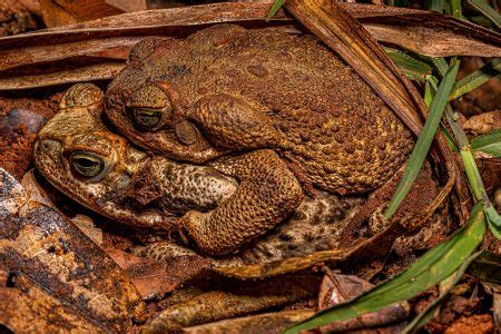 Sapos Cururu Adultos Da Esp Cie Rhinella Diptycha Acasalamento