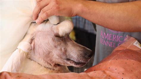 Cuatro horas de peluquería para desfilar por la pasarela canina de León