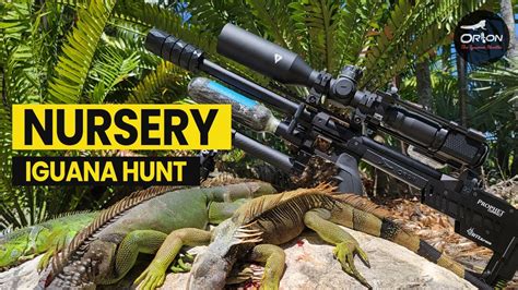 Quick Hunt With Iguana Lifestyles Iguanalifestyles Youtube