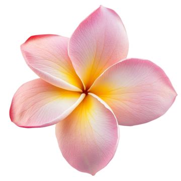 Hermoso Arreglo Floral De Plumeria Con Colores Suaves PNG Dibujos