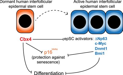 Regulation Of Human Epidermal Stem Cell Proliferation And Senescence