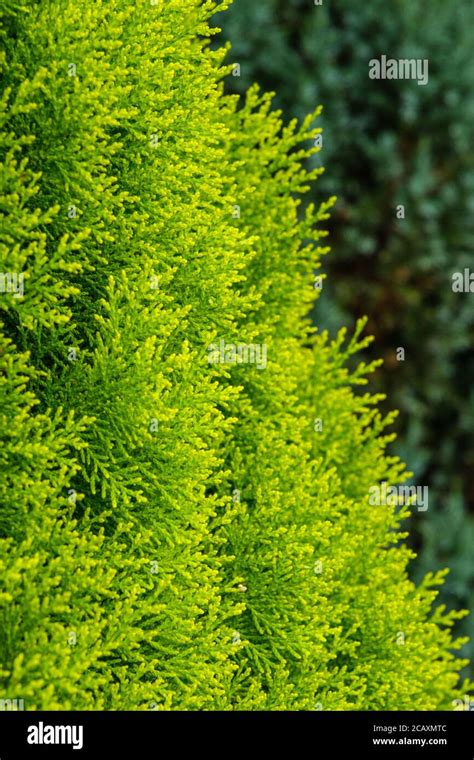 Close-up of conifers growing in UK garden in summer Stock Photo - Alamy