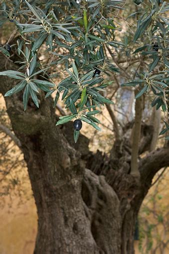 Olea Europaea Stock Photo - Download Image Now - Agriculture, Autumn ...